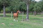 Te koop Welsh A Hengstveulen, Dieren en Toebehoren, Pony's, Hengst, Recreatiepony, Gechipt, 0 tot 2 jaar