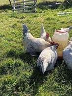 Sabelpoot krielkippen, Vrouwelijk, Kip