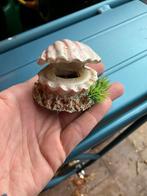 Ornament airpomp luchtbel aquarium schelp, Dieren en Toebehoren, Vissen | Aquaria en Toebehoren, Ophalen of Verzenden