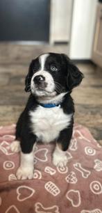 puppies kruising Berner Sennenhond, Dieren en Toebehoren, 8 tot 15 weken, Meerdere, Meerdere dieren, Nederland