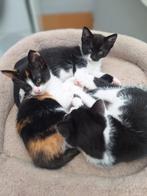Leuke kittens zoeken nieuw huisje, Meerdere dieren