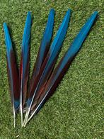 Ara staartveren, Ophalen of Verzenden