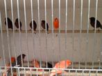 Kanaries div kleuren rood mannen en poppen, Dieren en Toebehoren, Vogels | Kanaries, Meerdere dieren, Kleurkanarie