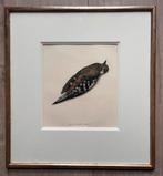 Wil Rombouts / Litho - Grote bonte Specht, Ophalen of Verzenden