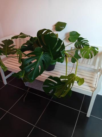 Monstera Deliciosa Kamerplant 2 stuks  beschikbaar voor biedingen