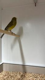 Timbrado man, ivm wegvallen pop., Mannelijk, Parkiet