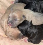 pocket bully pups!, Dieren en Toebehoren, Honden | Dekreuen, Meerdere, Meerdere dieren, Nederland, Particulier