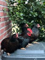 Broedeieren barnevelder kriel goud gezoomd, Dieren en Toebehoren, Pluimvee, Geslacht onbekend, Kip