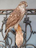 Sperwer mooi opgezet taxidermie voor tegen muur, Ophalen of Verzenden, Opgezet dier
