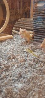 Mongoolse gerbils(vrouw), Vrouwelijk, Januari, Overige typen, Tam