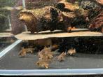 Jonge corydoras Sterbai / aquariumvissen, Dieren en Toebehoren, Vis, Zoetwatervis, Schoolvis