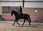 Braaf eerlijk en lief 5 jarig dressuurpaard v. Lord Europe, Dieren en Toebehoren, Paarden, Merrie, Gechipt, Dressuurpaard, Zadelmak