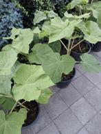 Anna Paulowna tomentosa 🌲nog 8 stuks., Tuin en Terras, Planten | Bomen, Bloeit niet, Overige soorten, 400 cm of meer, Ophalen