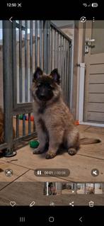 Tervuerens puppy (teefje), Dieren en Toebehoren, Honden | Herdershonden en Veedrijvers, Teef, Eén hond, Herder, Nederland