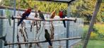 Te koop 2 jonge pennanten, Dieren en Toebehoren, Vogels | Parkieten en Papegaaien, Meerdere dieren, Parkiet