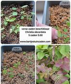 Verse zaden Christia obcordata, Verzenden, Volle zon