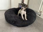 Boerenfox pups, Dieren en Toebehoren, Honden | Niet-rashonden, Rabiës (hondsdolheid), 8 tot 15 weken, Meerdere, Meerdere dieren