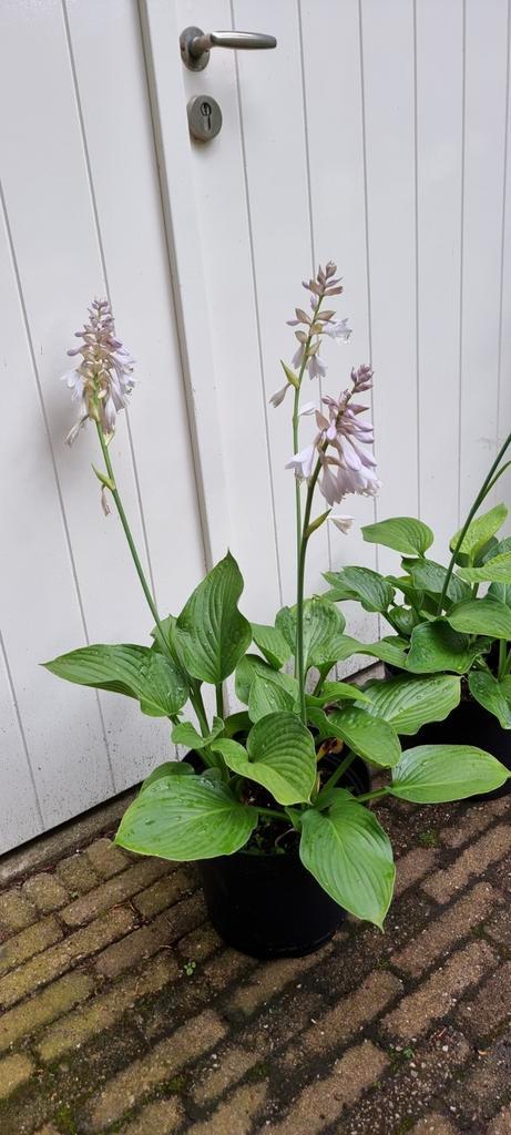 Jurrassic Park Hosta, Tuin en Terras, Planten | Tuinplanten, Overige soorten, Halfschaduw, Zomer, Ophalen