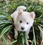 Pomsky puppy pup teefje wit, mini husky, husky - pomeriaan, Dieren en Toebehoren, Honden | Poolhonden, Keeshonden en Oertypen