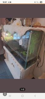 Te koop 2 muskus schildpadden met toebehoren, Dieren en Toebehoren