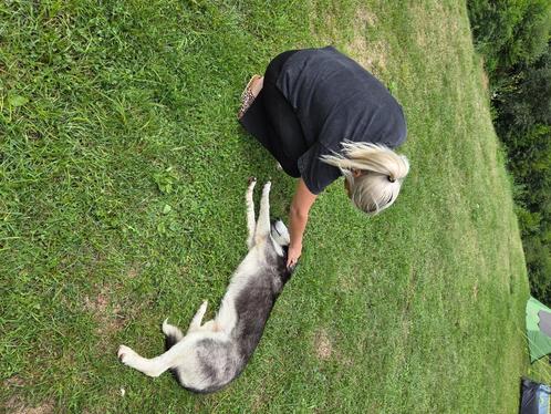 Zeer lieve en mooie  Husky, Dieren en Toebehoren, Honden | Poolhonden, Keeshonden en Oertypen, Teef, Poolhond, Particulier, Eén hond