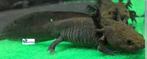 Axolotl Melanoid "Baby", Dieren en Toebehoren, Amfibie, Tam, 0 tot 2 jaar
