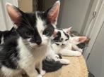 Lieve kittens, Dieren en Toebehoren, Katten en Kittens | Overige Katten, Meerdere dieren