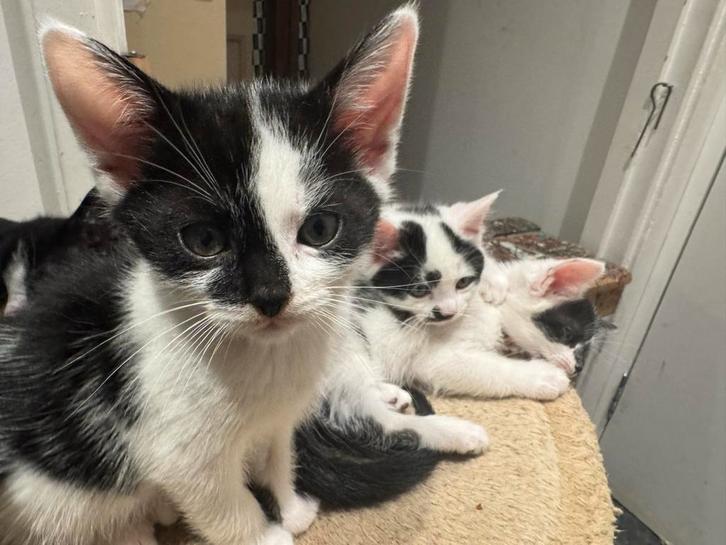 Lieve kittens, Dieren en Toebehoren, Katten en Kittens | Overige Katten, Meerdere dieren