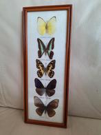 5 mooie vlinders, Verzamelen, Dierenverzamelingen, Opgezet dier, Ophalen of Verzenden, Zo goed als nieuw, Insect