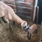 Schaap met lam fleslam 1 lam 2 lammeren, Meerdere dieren, Schaap