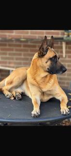 Mechelse herder ‘Yaman’ 5 jaar oud, Rabiës (hondsdolheid), Reu, Eén hond, 3 tot 5 jaar