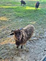Ouessant ram te koop, Dieren en Toebehoren, Mannelijk, Schaap