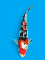 Sanke tosai OYA koifarm japanse koi 1 jarige vis, Karper of Koi