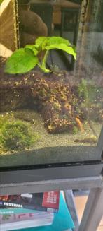 Algeneter en roodvin labeo, Ophalen