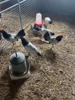 TE KOOP 3 LAKENVELDER HENNEN MET 1 HAAN, Dieren en Toebehoren, Pluimvee, Meerdere dieren, Kip