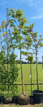 Aesculus hippocastanum, paarden kastanje, paardenkastanje, Halfschaduw, Ophalen of Verzenden, Lente, 400 cm of meer