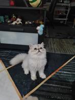 British langhaar, Dieren en Toebehoren, Poes, Ontwormd, 0 tot 2 jaar
