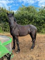 Prachtige jonge Fries ( merrie) aangeboden, Dieren en Toebehoren, Paarden, Merrie, Recreatiepaard, 0 tot 2 jaar