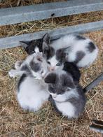 Boerderij kittens, Dieren en Toebehoren, Katten en Kittens | Overige Katten, Meerdere dieren