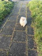 Super Mini Pomeriaan Bearface Pup Teefje, Particulier, Keeshond, 8 tot 15 weken, Buitenland