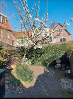 Vrijstaand huis te koop Ijmuiden, Huizen en Kamers, 85 m², Tot 200 m², Noord-Holland, 2 kamers