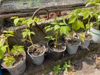 Frambossen (rood), Tuin en Terras, Planten | Tuinplanten, Ophalen of Verzenden, Zomer, Volle zon