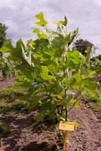 Liriodendron tulipifera/ Amerikaanse tulpenboom, Overige soorten, Lente, 100 tot 250 cm, Ophalen