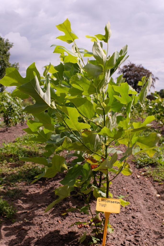 Liriodendron tulipifera/ Amerikaanse tulpenboom, Tuin en Terras, Planten | Bomen, Overige soorten, 100 tot 250 cm, Volle zon, Lente