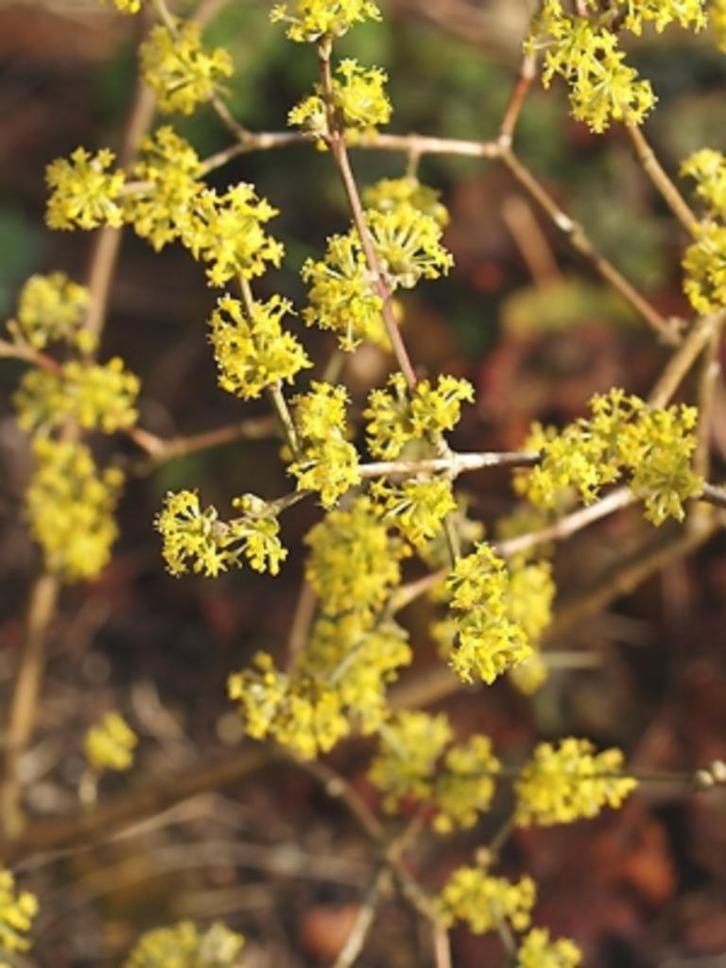 **GOEDKOOP** Cornus mas, geel bloeiende kornus, inheems, Tuin en Terras, Planten | Struiken en Hagen, Struik, Overige soorten
