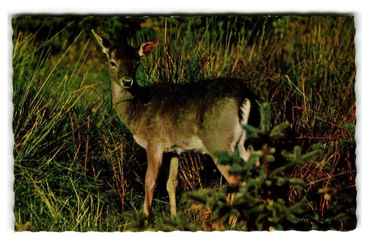 Een Ree, Verzamelen, Ansichtkaarten | Dieren, Gelopen, 1960 tot 1980, Wild dier, Verzenden