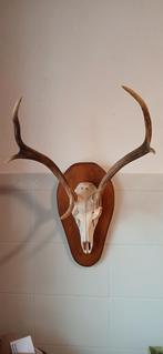 Opgezette Hertengewei op Houten Schild, Ophalen, Zo goed als nieuw