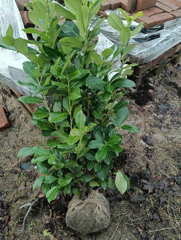 Prachtige Prunus laurocerasus 'Rotundifolia' 100/125, Tuin en Terras, Planten | Bomen, Bloeit niet, Halfschaduw, 100 tot 250 cm