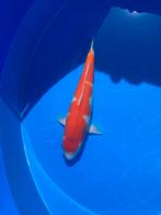 Sakai fish farm kohaku, Karper of Koi
