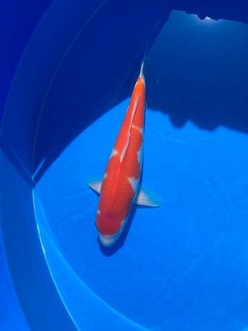 Sakai fish farm kohaku  beschikbaar voor biedingen